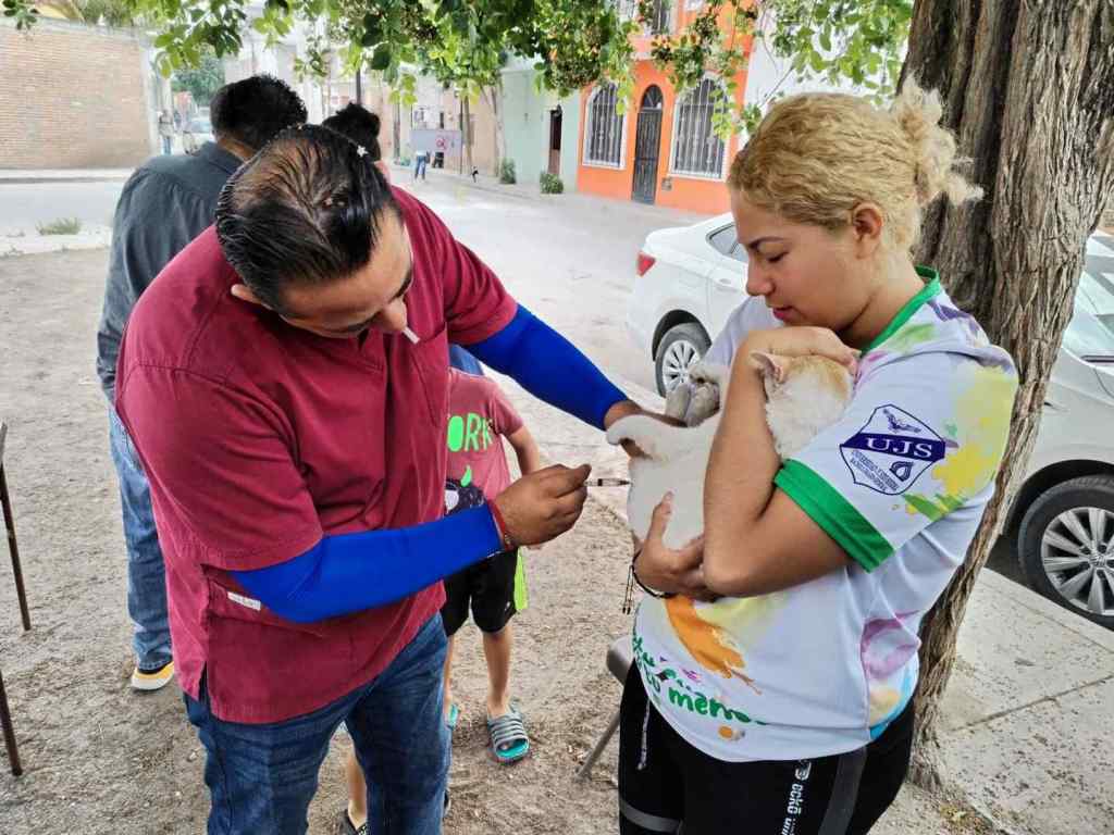 El estado realizó más de 20 mil esterilizaciones de perros y gatos en&nbsp;2024