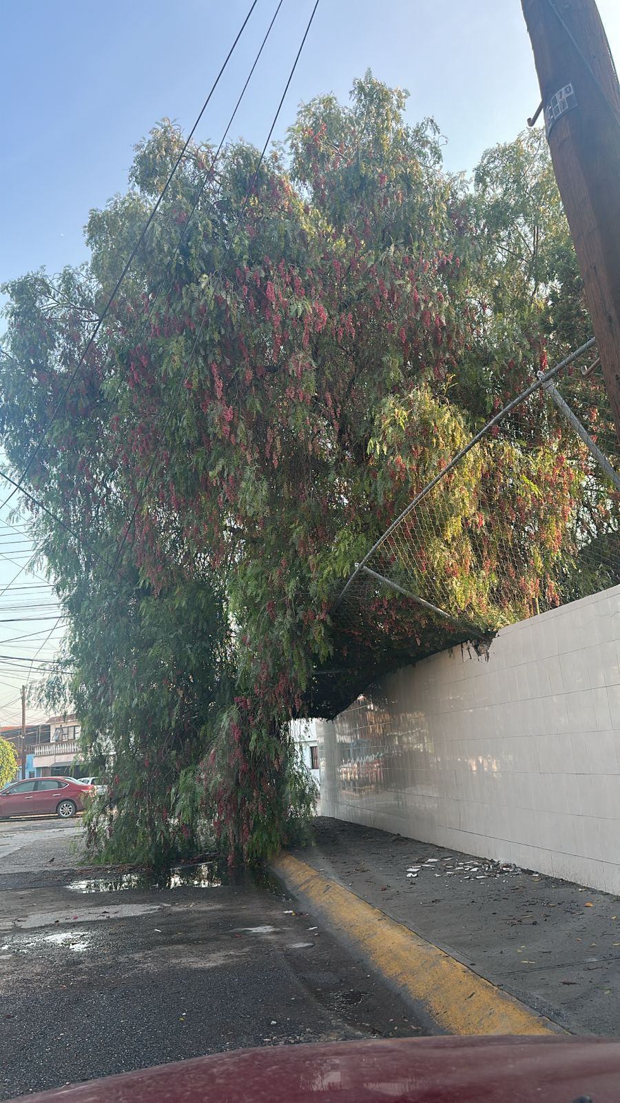 Escuela primaria Cuauhtémoc en la colonia San Leonel se queda sin clases por árbol caído y ninguna autoridad se hace&nbsp;responsable