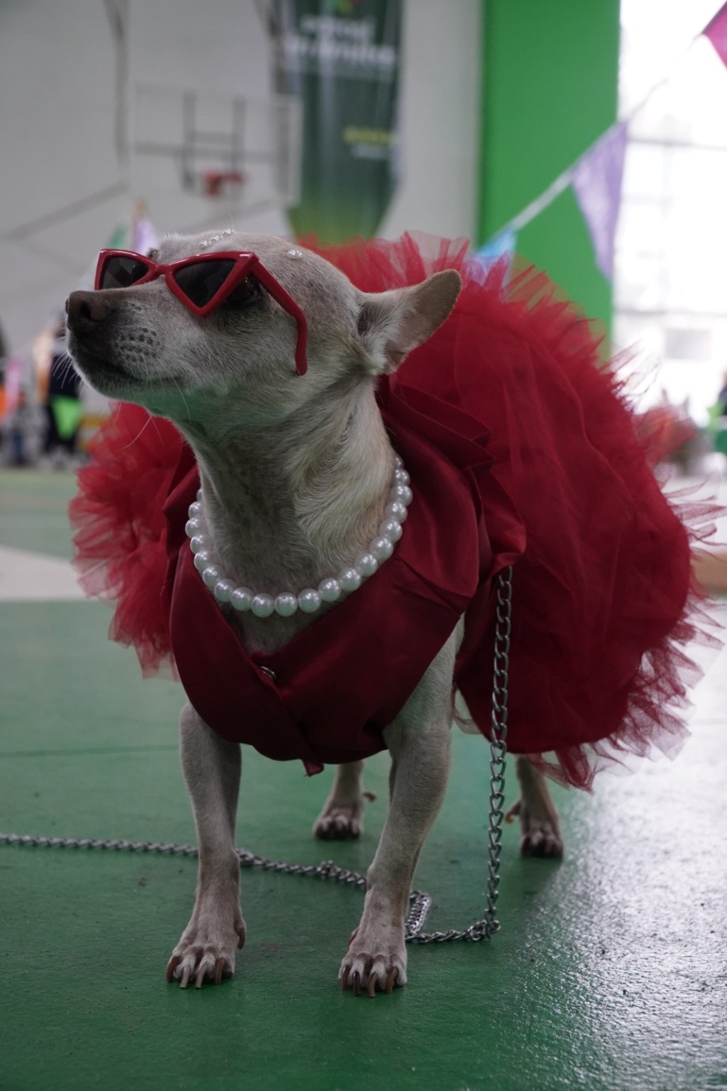 San Luis vibra con alegría y convivencia en el Dog Fest&nbsp;Juventud