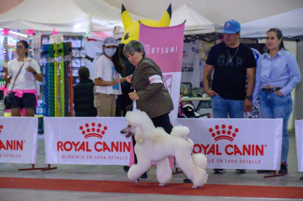 Exposición canina 2025 impulsa diversión sin&nbsp;límites
