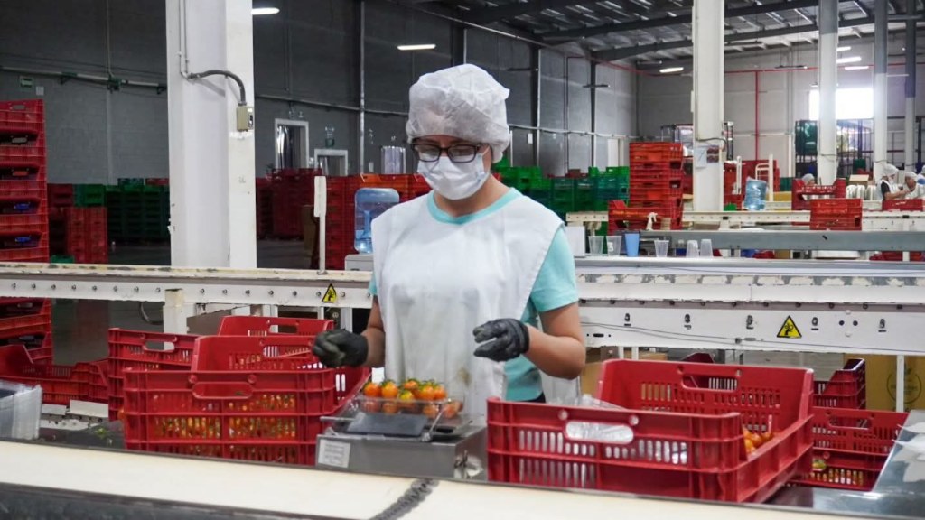 TOMATE POTOSINO, DE CALIDAD Y PRECIOS&nbsp;COMPETITIVOS