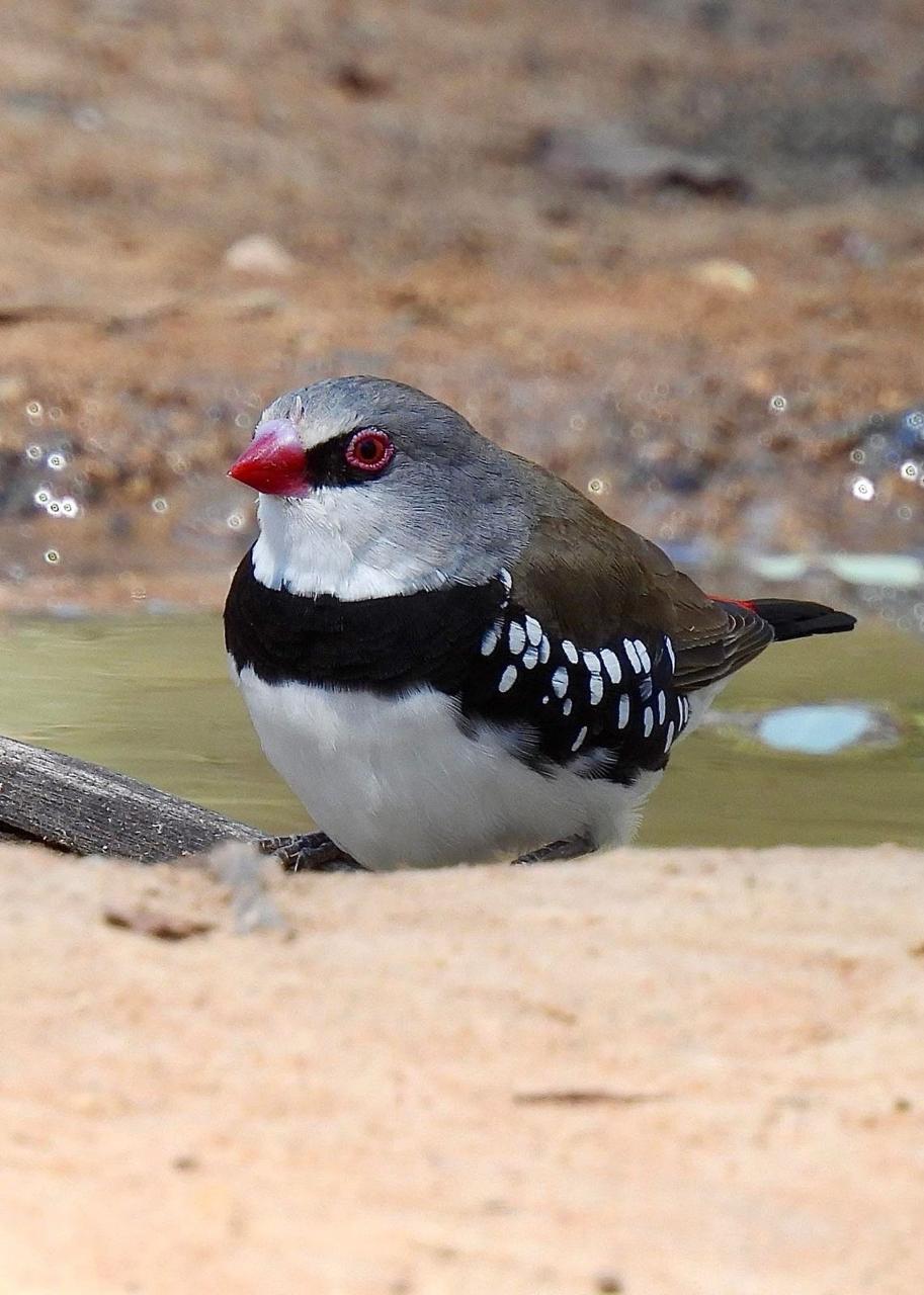 TANGAMANGA, REFUGIO DE AVES Y&nbsp;BIODIVERSIDAD