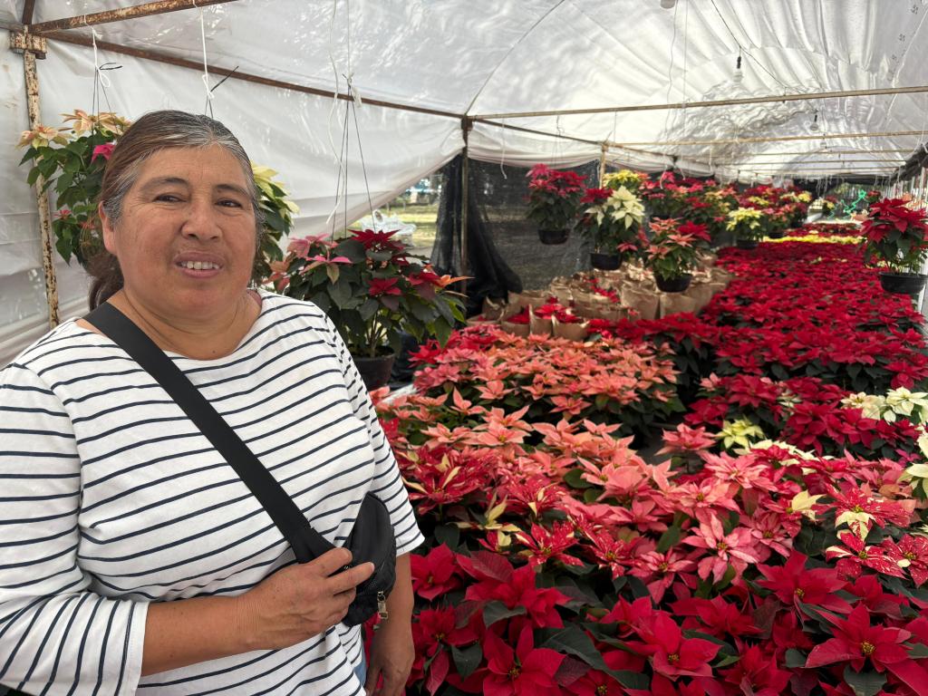 Invitan a la Feria de la Flor de Nochebuena 2025 en el Parque de&nbsp;Morales