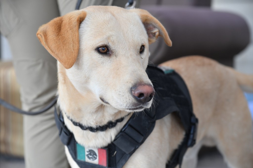 WARRIOR, EL CACHORRO POLICÍA EN SOLEDAD QUE RECIBE A&nbsp;PAISANOS