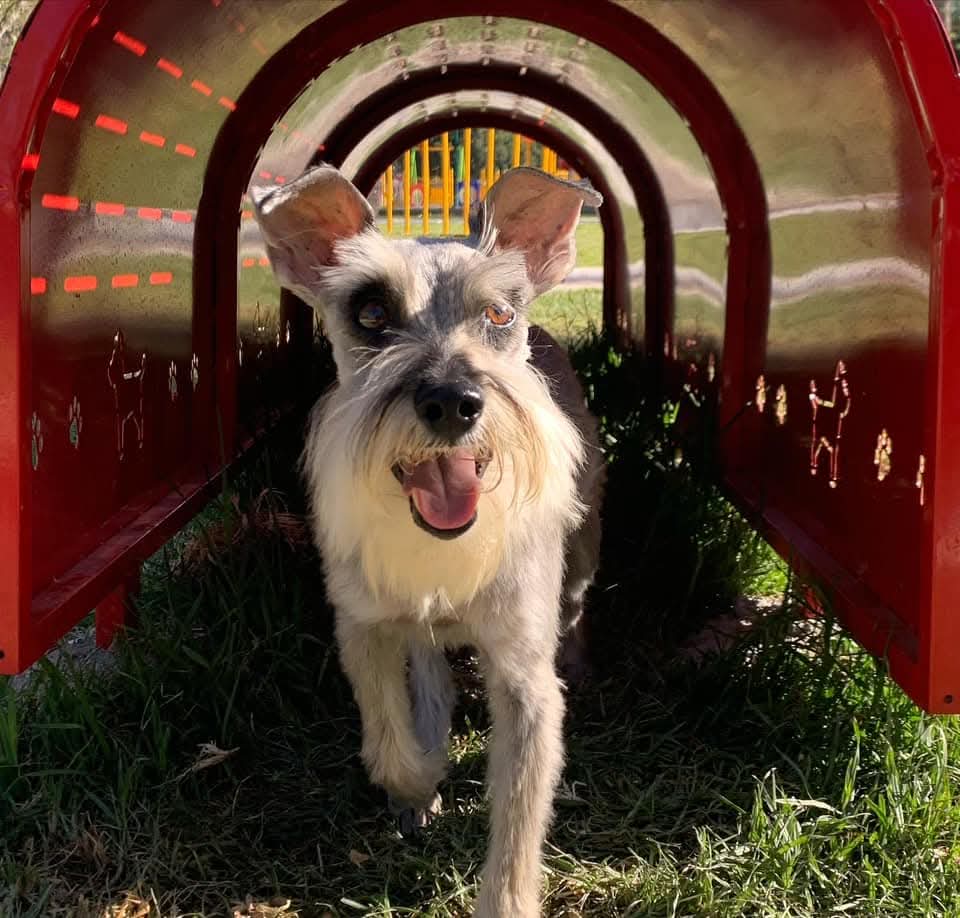 DETONA RICARDO GALLARDO INFRAESTRUCTURA A FAVOR DEL CUIDADO ANIMAL EN SAN&nbsp;LUIS