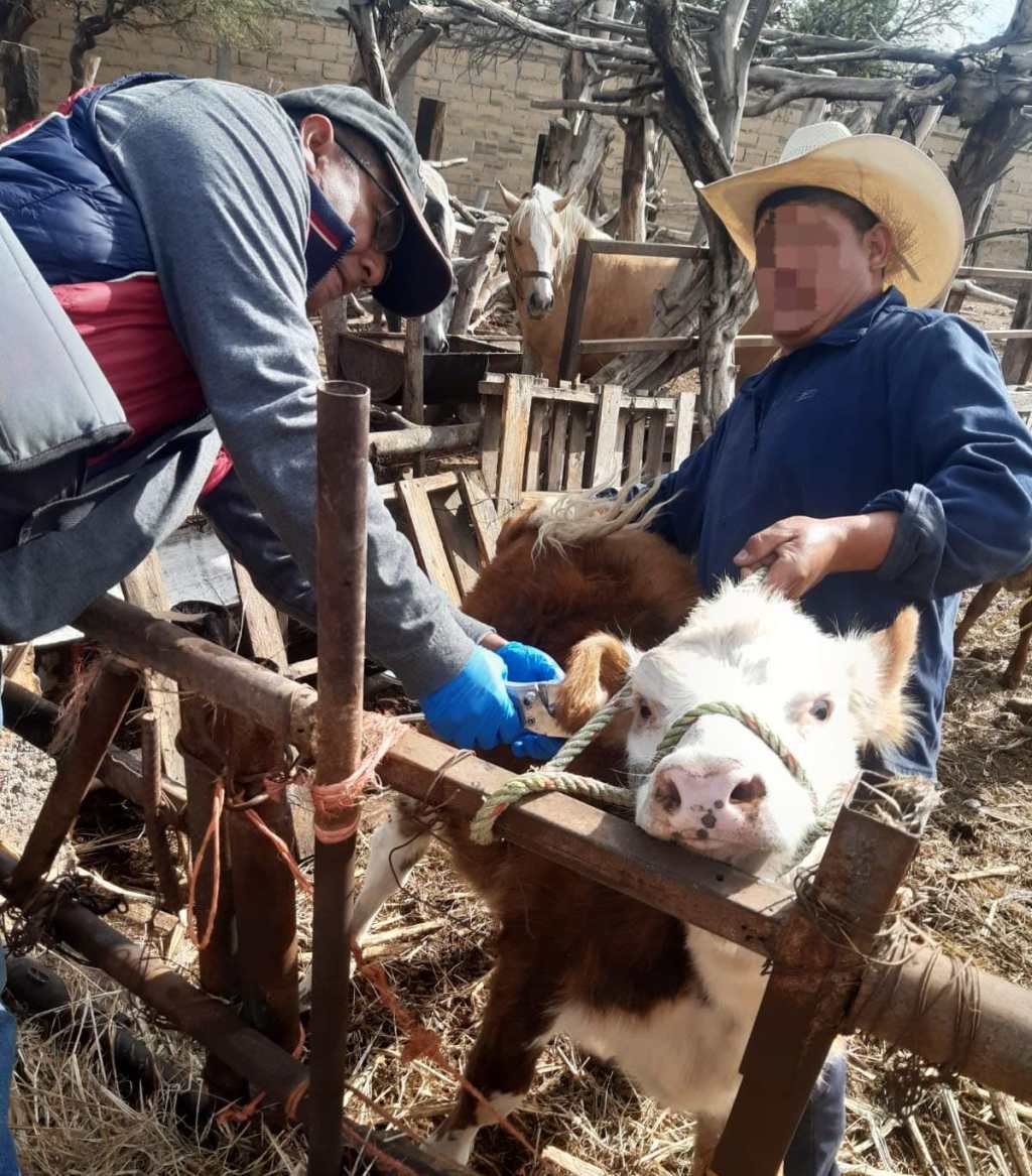 AYUNTAMIENTO DE SOLEDAD FORTALECE AL SECTOR GANADERO CON VACUNACIÓN CONTRA&nbsp;BRUCELOSIS