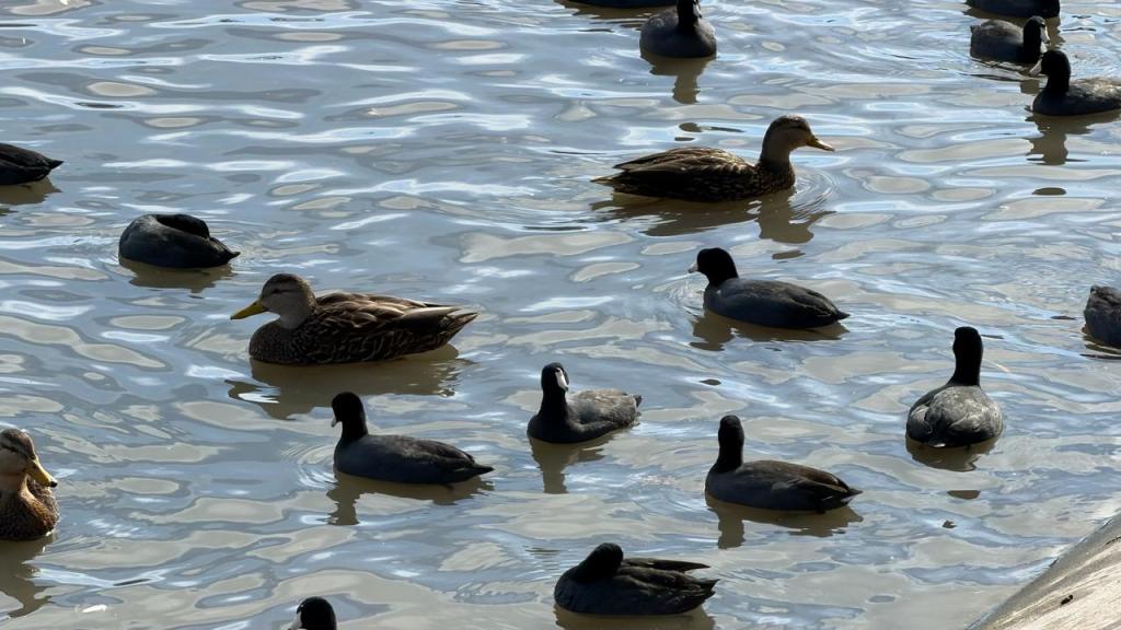 PARQUE TANGAMANGA I FORTALECE SU PAPEL COMO REFUGIO DE AVES&nbsp;MIGRATORIAS