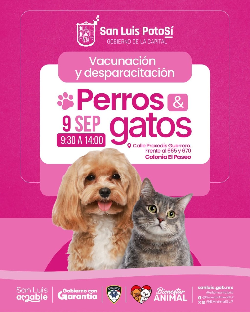 Más acciones del Gobierno de la Capital para fomentar la protección y salud&nbsp;animal