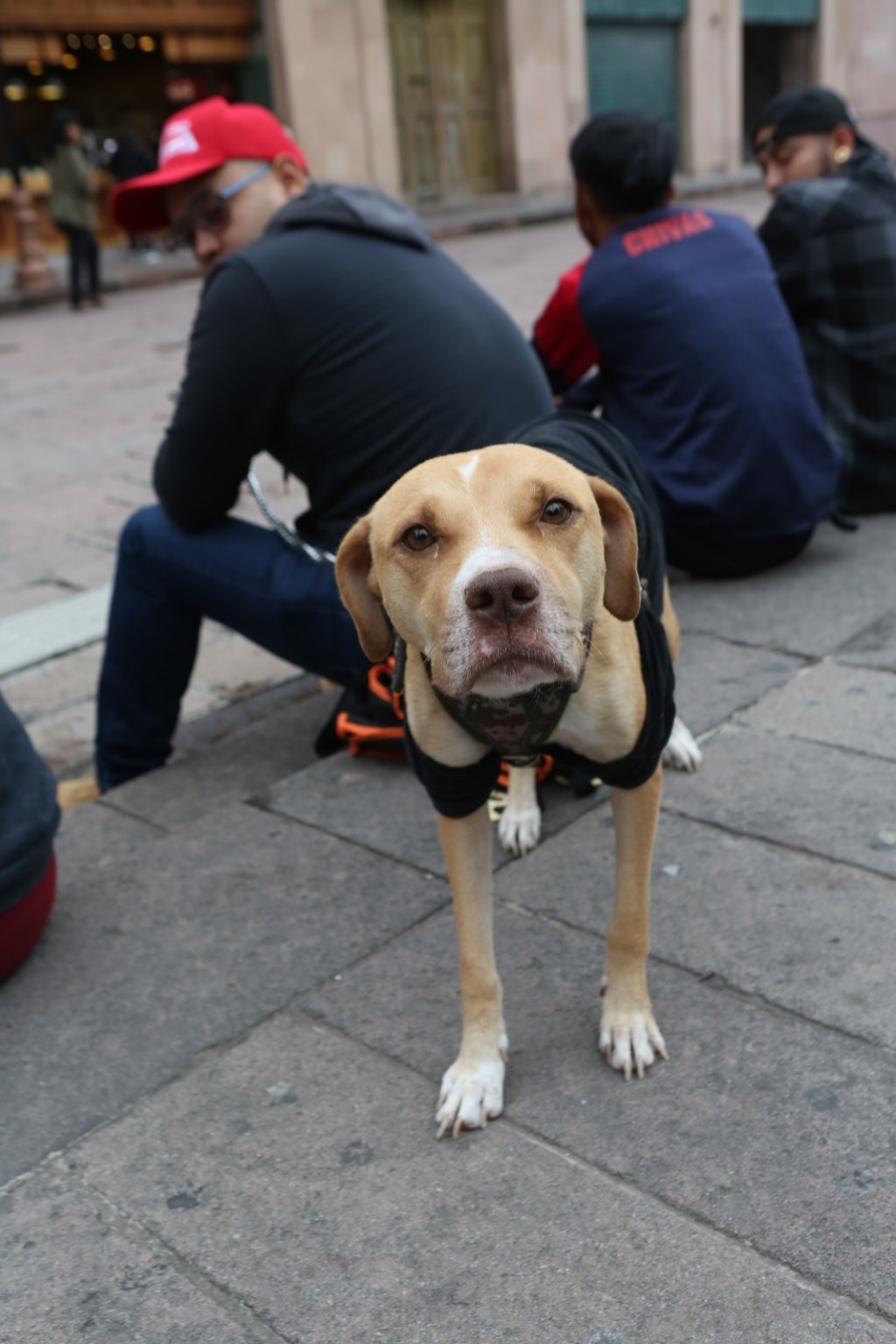 Realizan mega jornada de esterilización y vacunación para perros y&nbsp;gatos