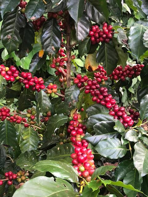 SAN LUIS POTOSÍ SE UBICA ENTRE LOS PRINCIPALES PRODUCTORES DE CAFÉ DEL&nbsp;PAÍS