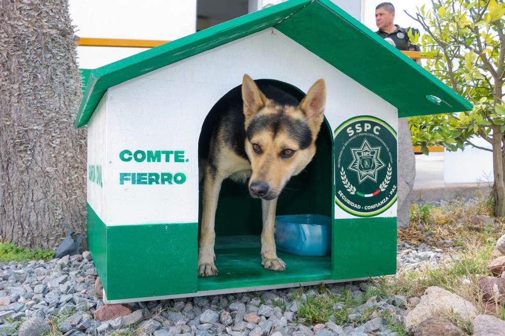 GUARDIA CIVIL ESTATAL BRINDA REFUGIO A “COMANDANTE FIERRO”